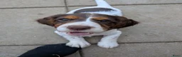 Cocker Spaniel dogs for sale: ⭐REDUCED READY NOW 1 LEFT ⭐Cocker spaniel male - Advert 8