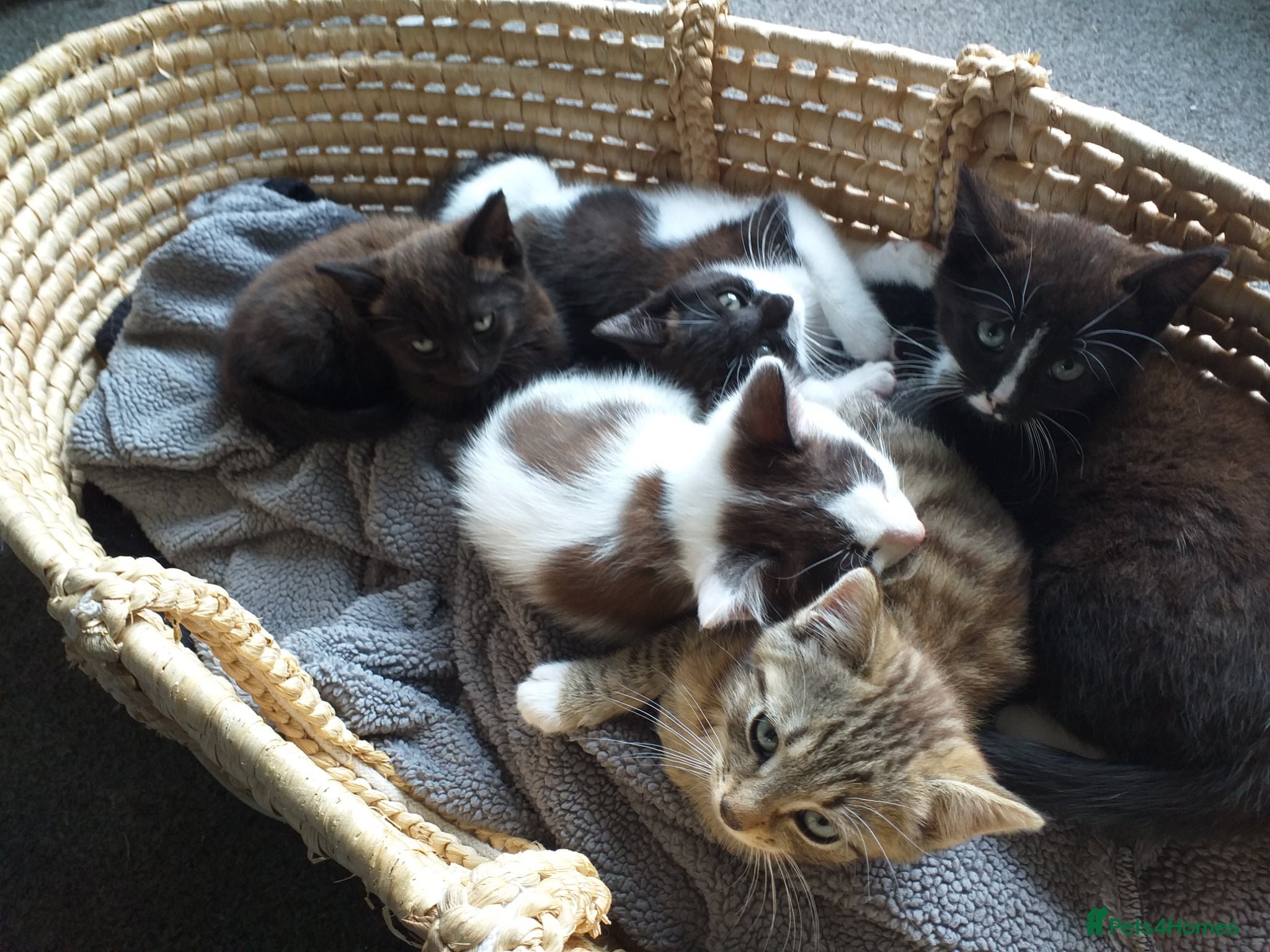 Mixed Breed cats 5 lovely kittens for sale  - Advert 5