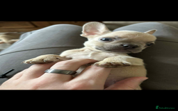 French Bulldog dogs for sale: French bulldog puppies - Image 2