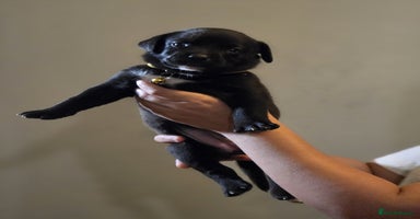 Mixed Breed dogs - Advert 2