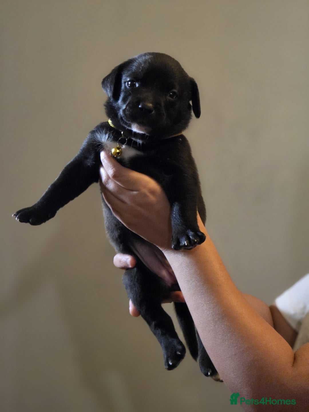 Mixed Breed dogs for sale: Labrastaff puppies for sale - Image 2