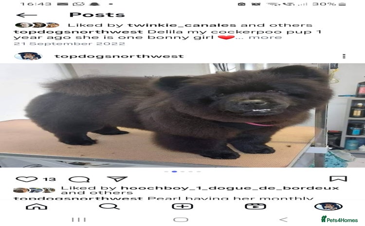 Chow Chow dogs Pearl the chow chow - Advert 6