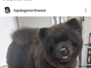 Chow Chow dogs Pearl the chow chow - Advert 16