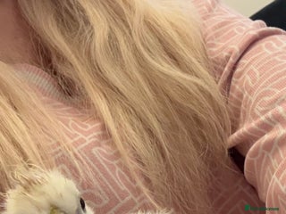 Chickens poultry - Advert 4