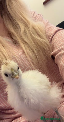 Chickens poultry - Advert 4