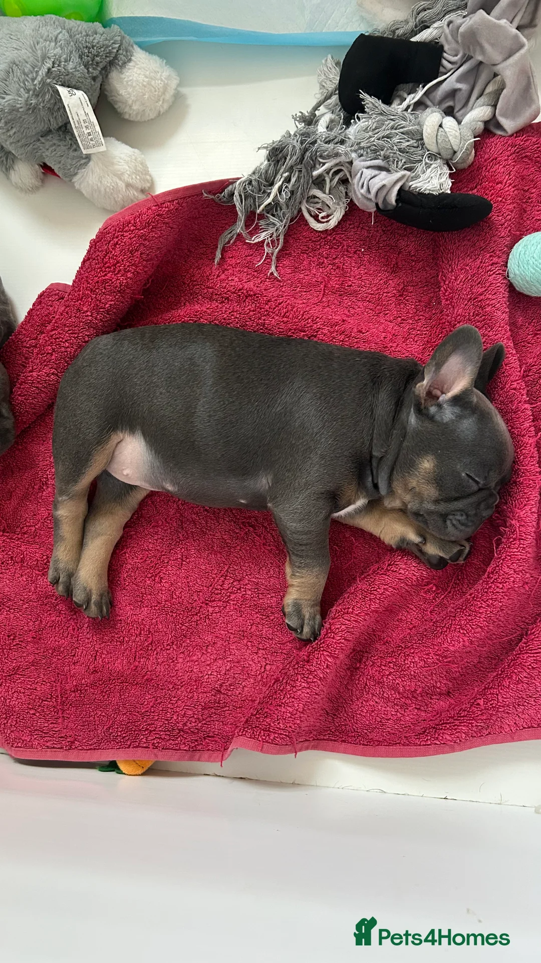 French Bulldog dogs for sale: Playful snuggly Puppies  - Advert 13