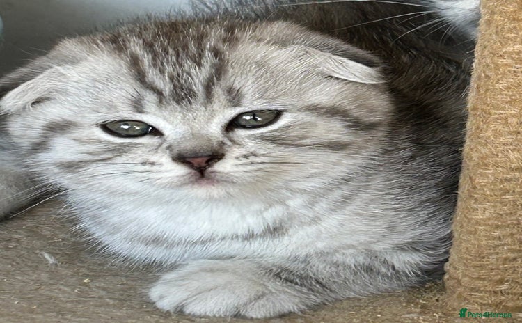 Scottish Fold cats - Advert 4