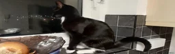 Mixed Breed cats for sale: Cuddly Luka is looking for a new cosy home in Birkenhead - Advert 5
