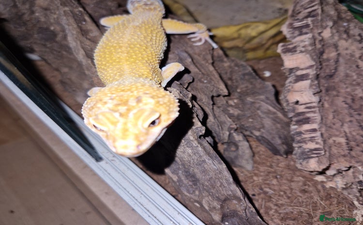 Gecko reptiles - Advert 4
