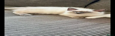 Ragdoll 2