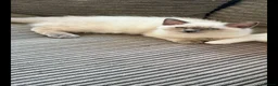 Ragdoll cats for sale: Ragdoll kittens ready to leave - Advert 2