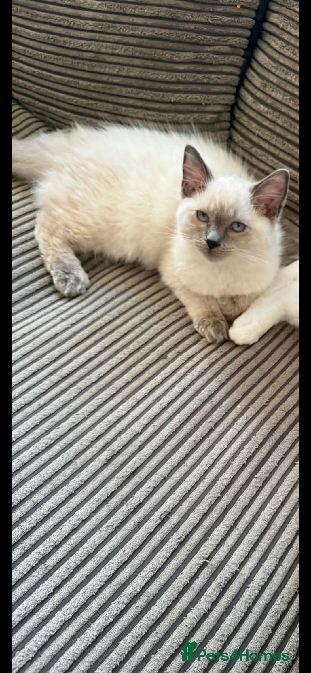 Ragdoll cats for sale: Ragdoll kittens ready to leave - Advert 2