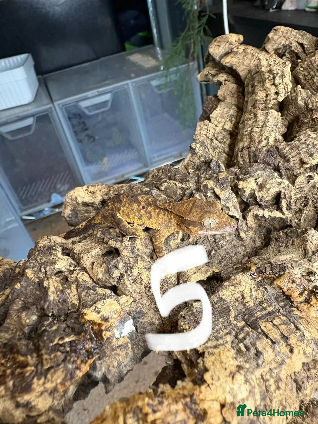 Gecko reptiles for sale: Baby crested gecko mixed  - Advert 8