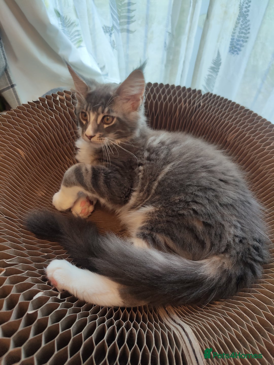 Maine Coon cats for sale: Three adorable Main kittens  - Image 7