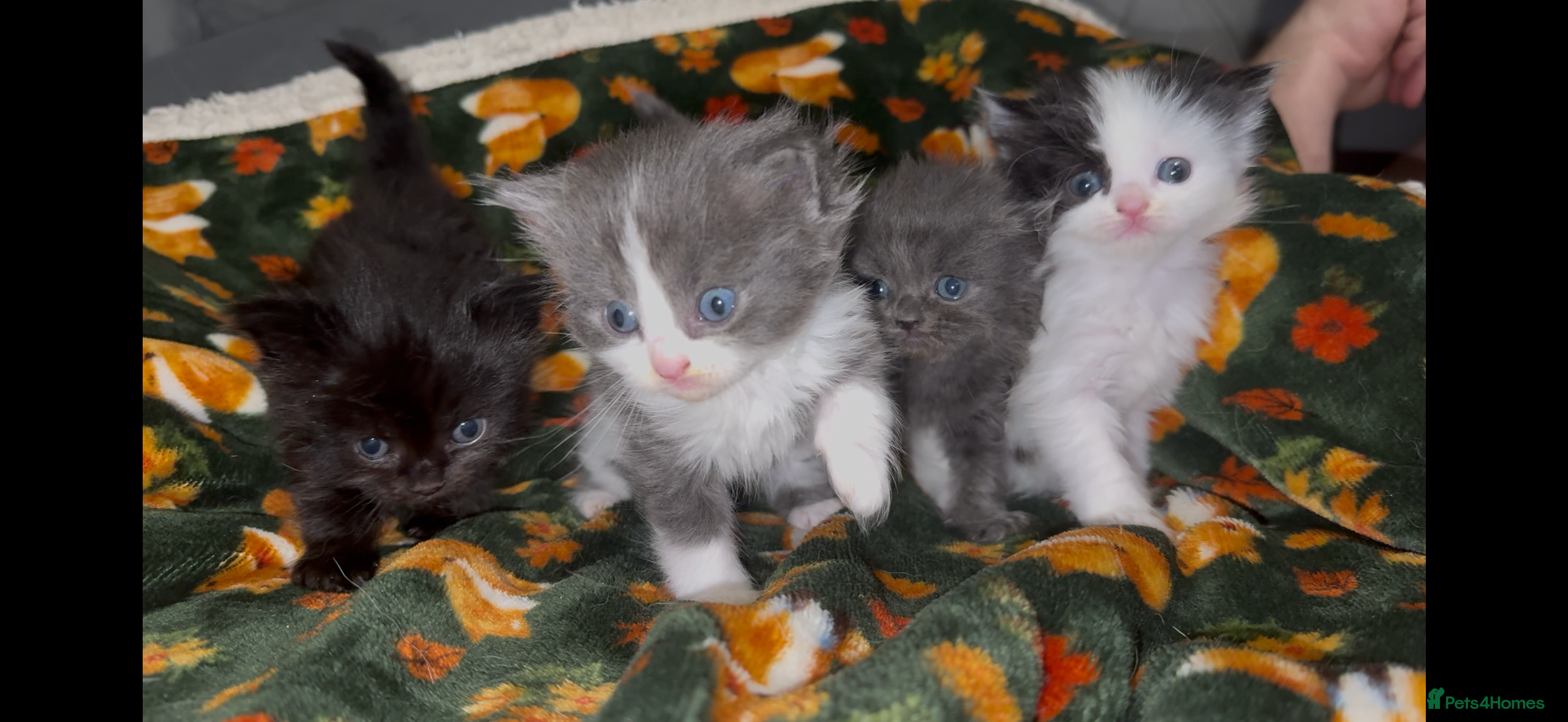 British Longhair cats British Longhair x kittens for sale - Advert 10