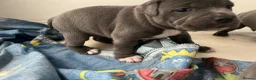 Staffordshire Bull Terrier dogs for sale: Blue Staffy pups valglo blood line  in Liskeard - Advert 4