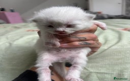 Ragdoll cats for sale: Ragdoll/british blue - Image 2
