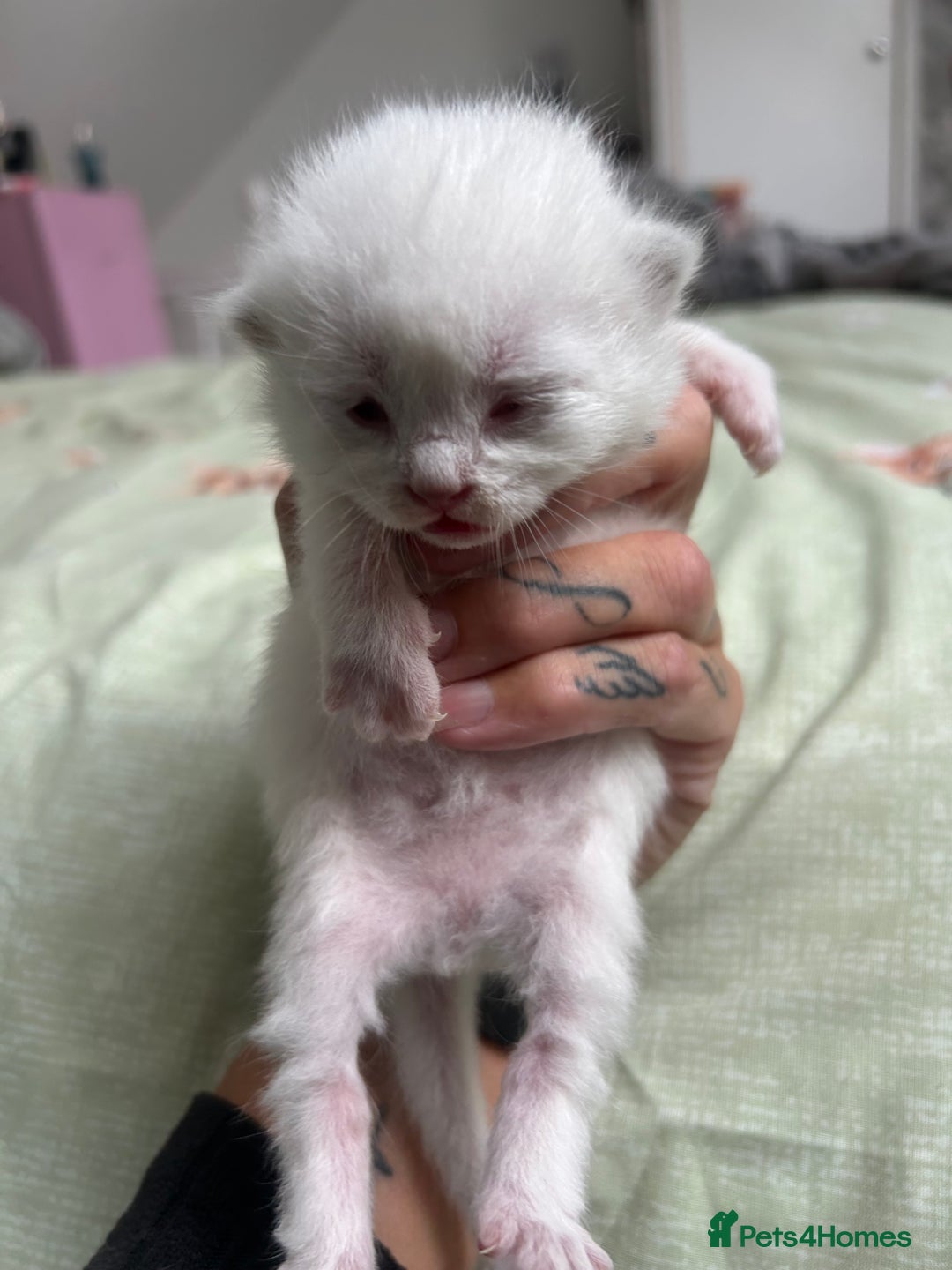 Ragdoll cats for sale: Ragdoll/british blue - Image 2