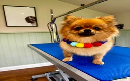 Pomeranian dogs for sale: *READY NOW!* 2 Beautiful Pomeranian Puppies - Image 6