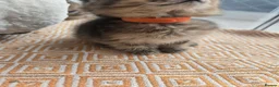 British Shorthair cats for sale: STUNNING! British Shorthair Black Golden Tabbys - Advert 10