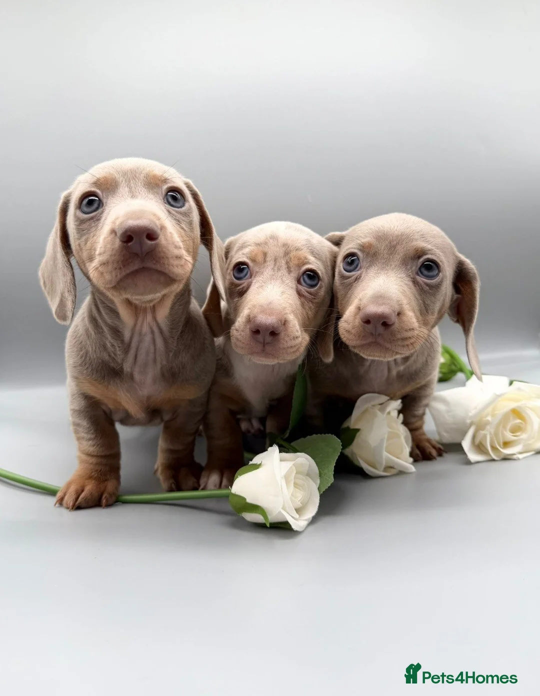 Miniature Dachshund dogs for sale: 3 MINIATURE DACHSHUND PUPPIES in Cardiff - Advert 2