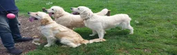 Golden Retriever dogs for sale: Champion Line Pedigree Golden Retriever Puppies - Advert 5