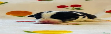Welsh Corgi Pembroke 2