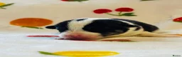 Welsh Corgi Pembroke dogs for sale: Stunning pedigree puppies, health tested parents in Manchester - Advert 15