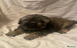 Shih Tzu dogs for sale: Stunning shih tzu puppies - Image 3