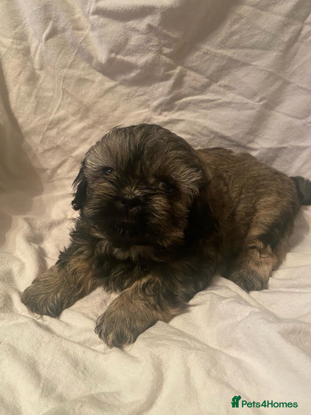 Shih Tzu dogs for sale: Stunning shih tzu puppies - Image 3