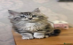Maine Coon cats for sale: Stunning Maine coon kittens - Image 2
