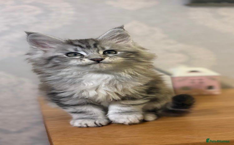 Maine Coon cats Stunning Maine coon kittens - Advert 7