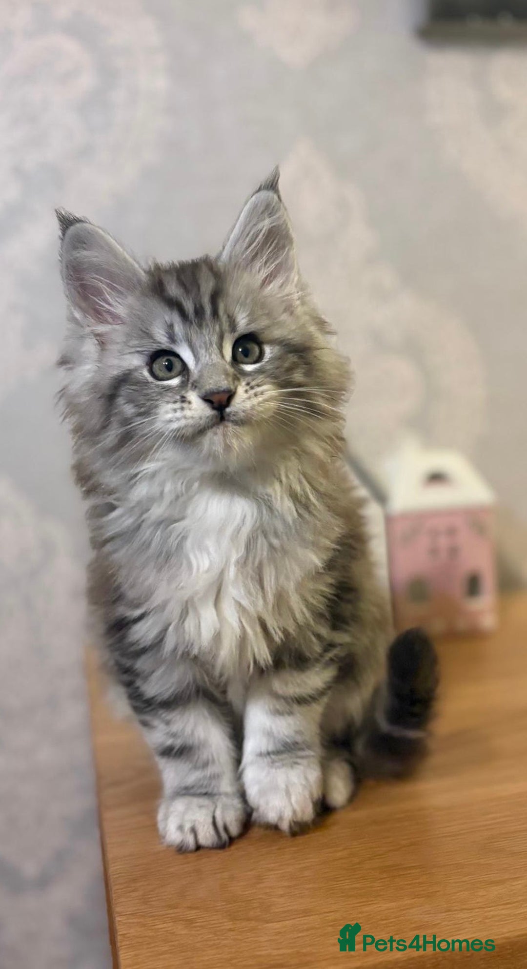 Maine Coon cats for sale: Stunning Maine coon kittens - Image 2