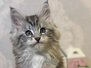 Maine Coon cats Stunning Maine coon kittens - Advert 9