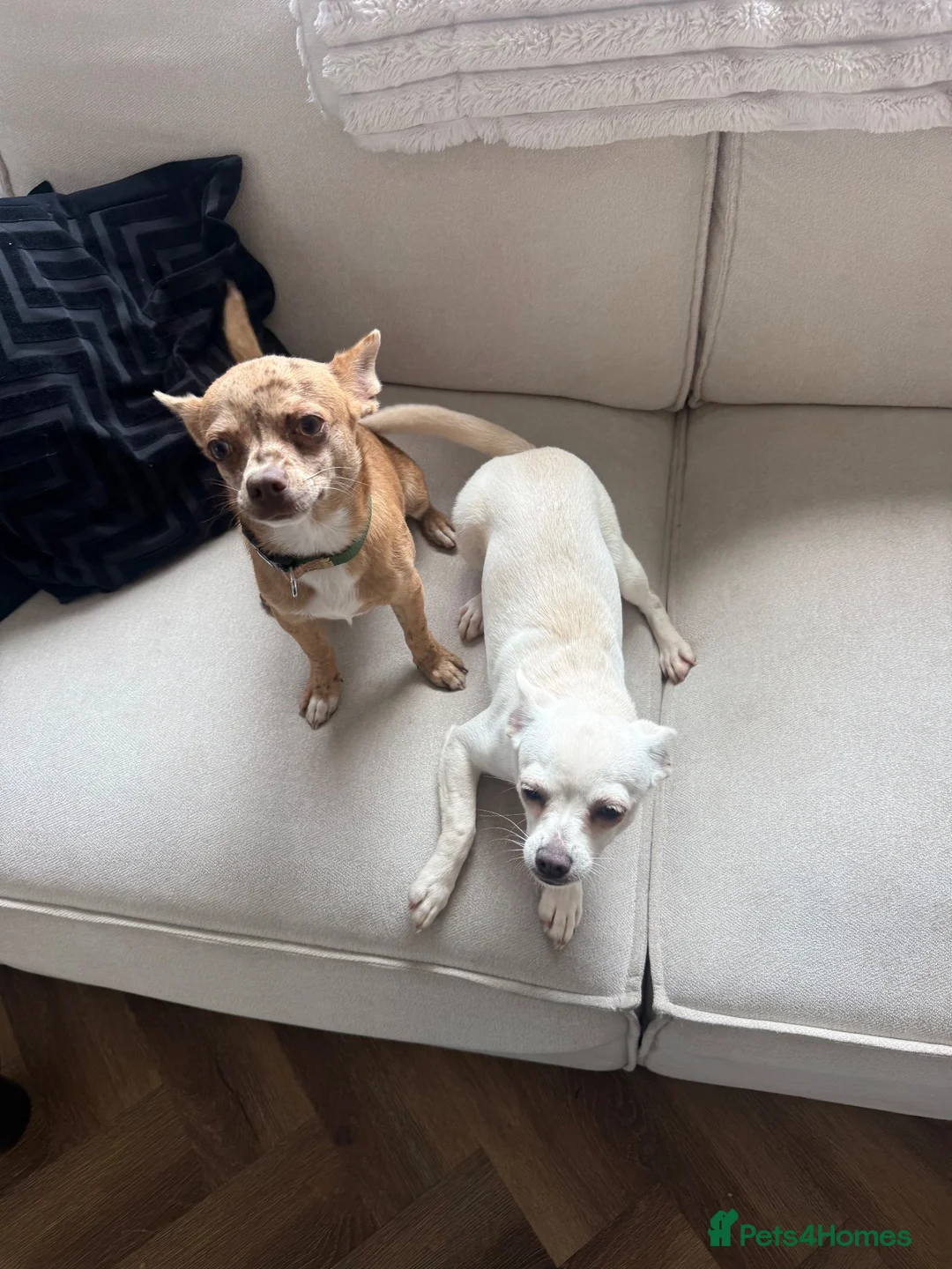 Chihuahua dogs for sale: 6 month old chihuahua puppy’s  - Advert 2