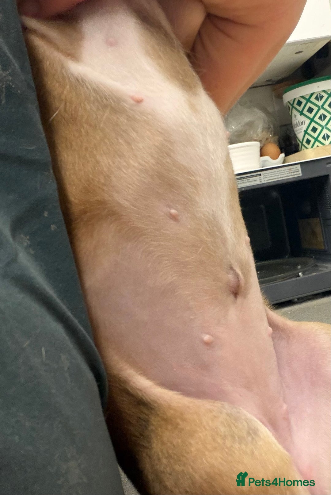 Boxer dogs for sale:  ⭐️ Fully health checked KC registered ⭐️ - Advert 7