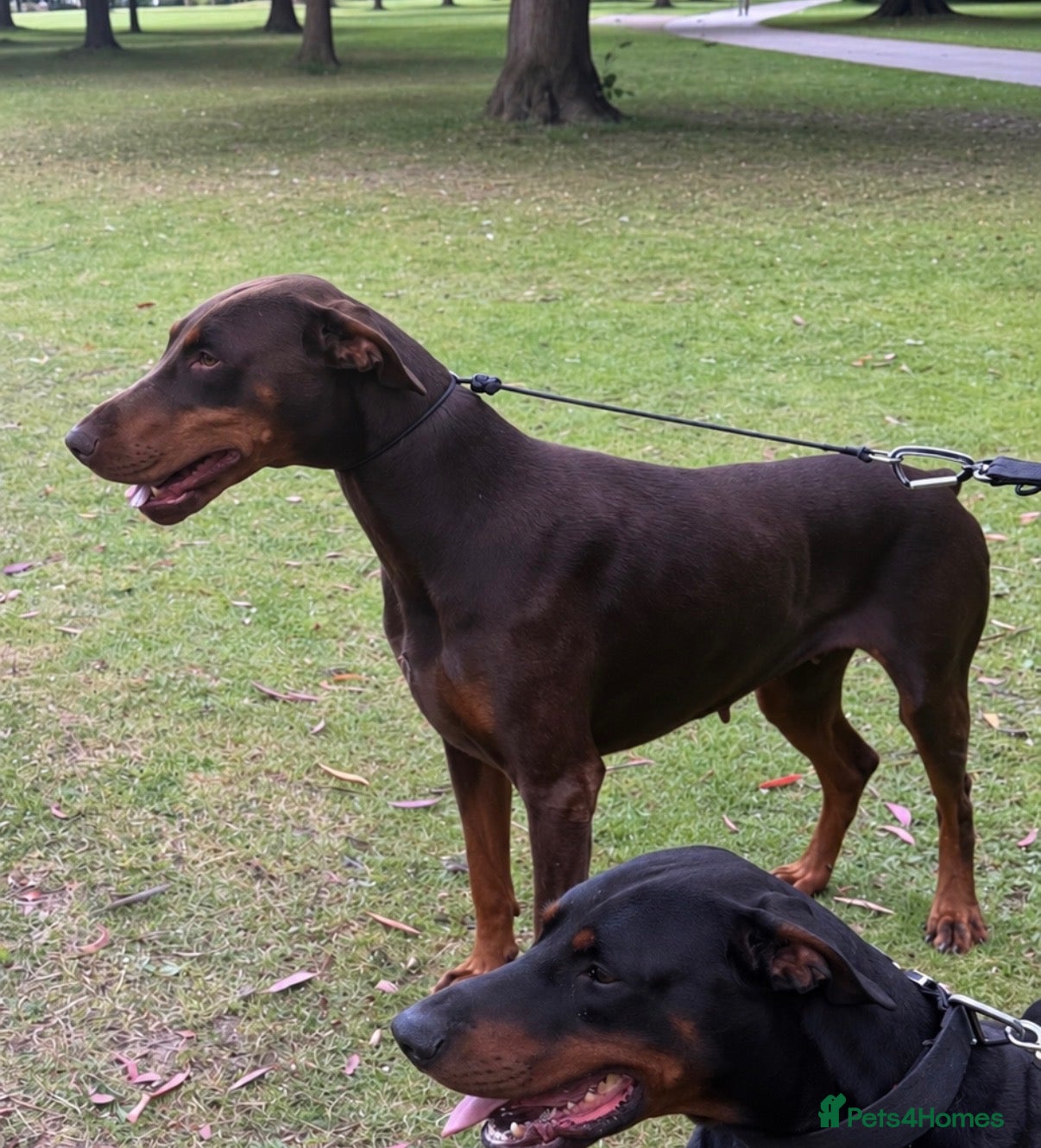Dobermann dogs Loving adult Doberman  - Advert 9