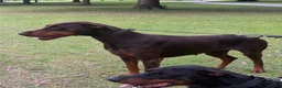 Dobermann dogs for sale: Loving adult Doberman  - Advert 1