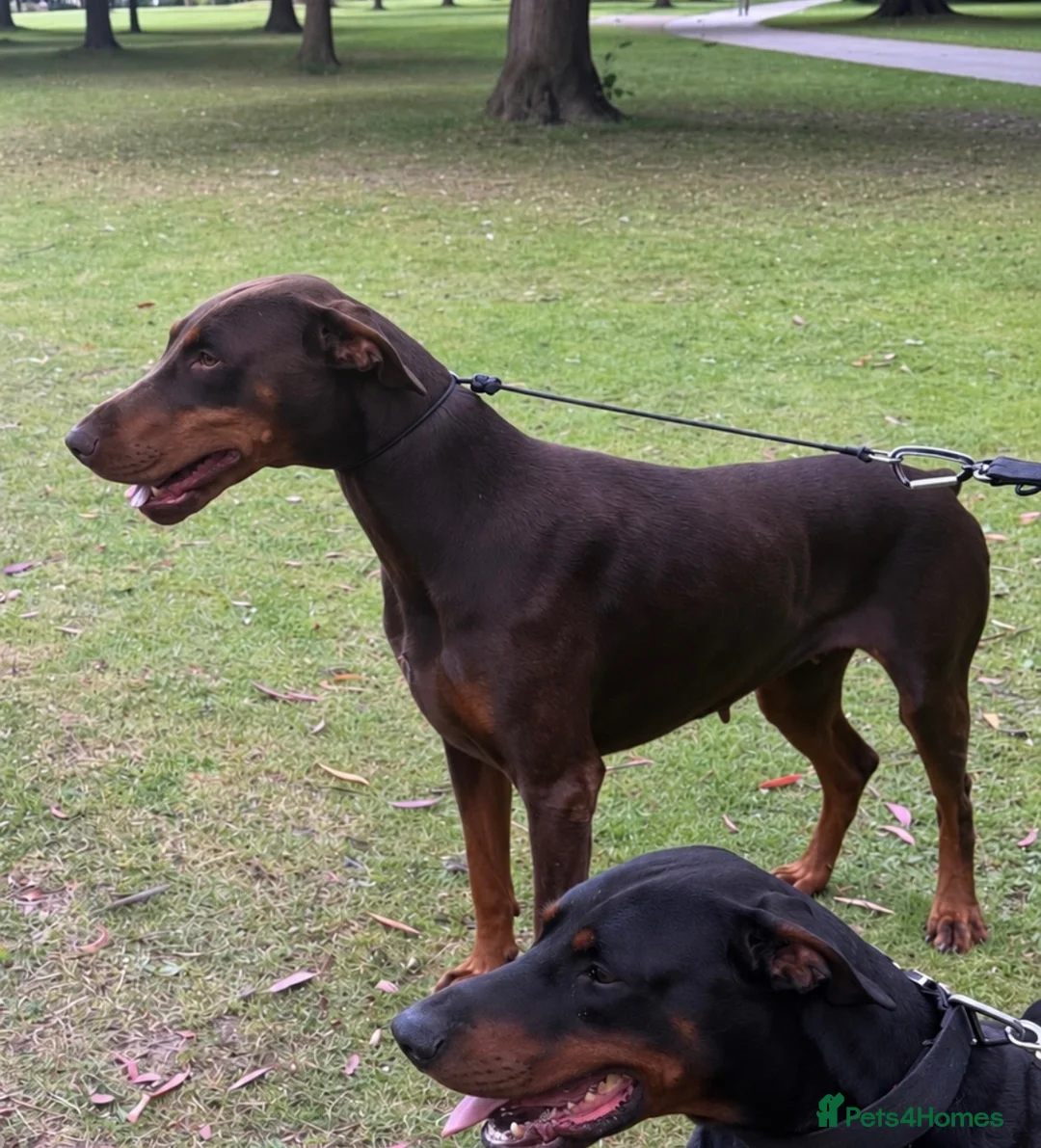 Dobermann dogs for sale: Loving adult Doberman  - Advert 1