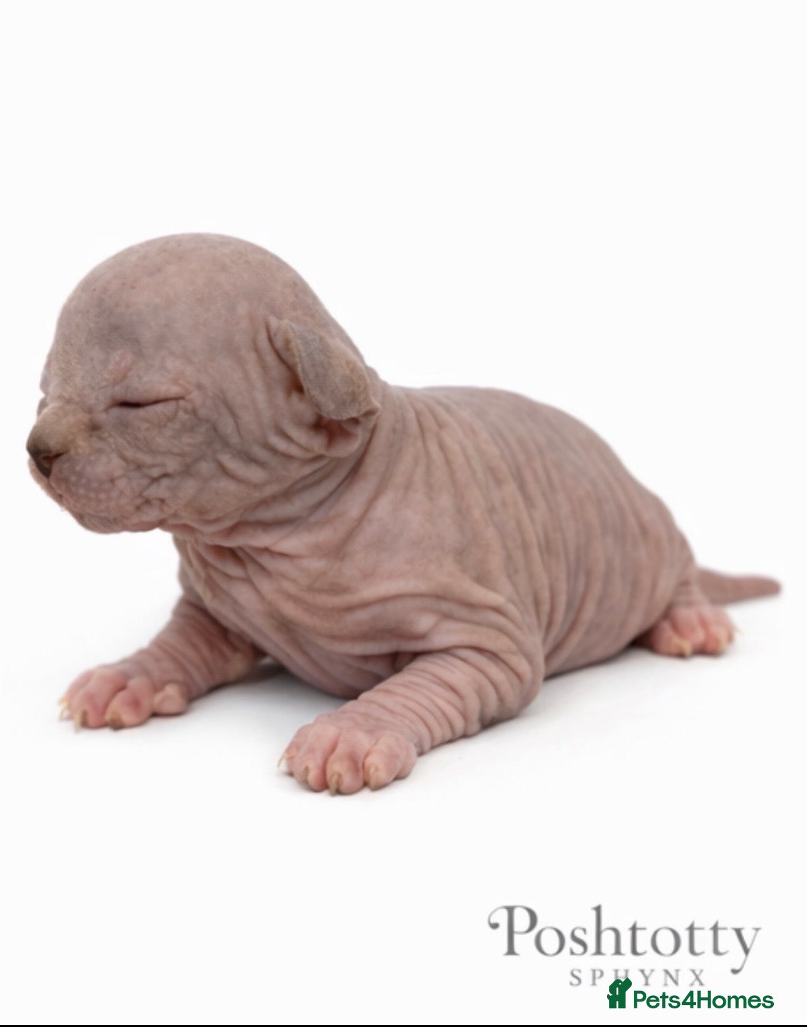 Sphynx cats     Exceptional TICA Sphynx Kittens  - Advert 1