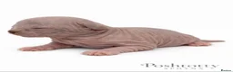 Sphynx cats for sale:     Exceptional TICA Sphynx Kittens  - Advert 1