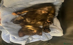 British Shorthair cats for sale: 4 little sweethearts - Image 2