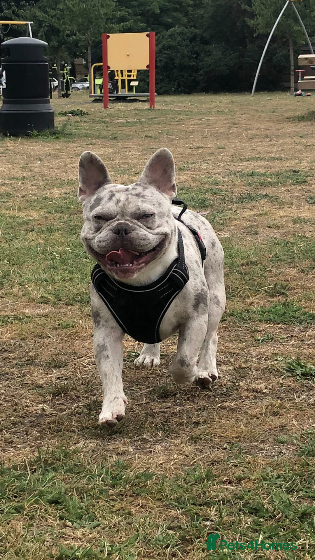 French Bulldog dogs for sale: Two boys  - Advert 18