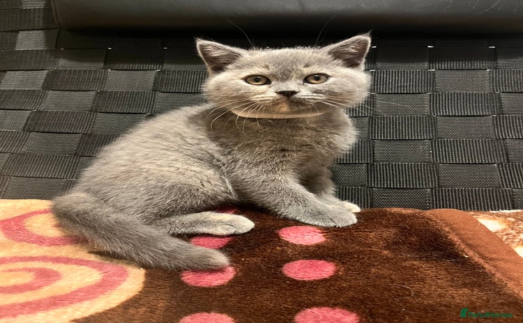 British Shorthair cats Stunning BSH furry babies one female available  - Advert 1