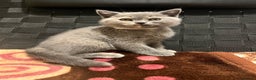 British Shorthair cats for sale: Stunning BSH furry babies all reserved  - Advert 1