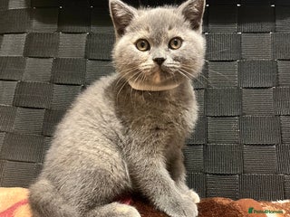 British Shorthair cats Stunning BSH furry babies one female available - Advert 15