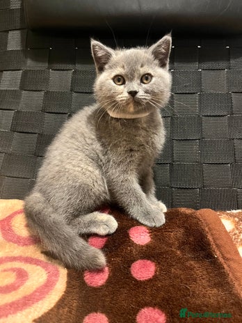 British Shorthair cats Stunning BSH furry babies one female available - Advert 1