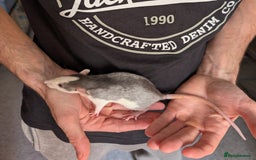 Rat rodents for sale: Adorable dumbo babies  - Image 6