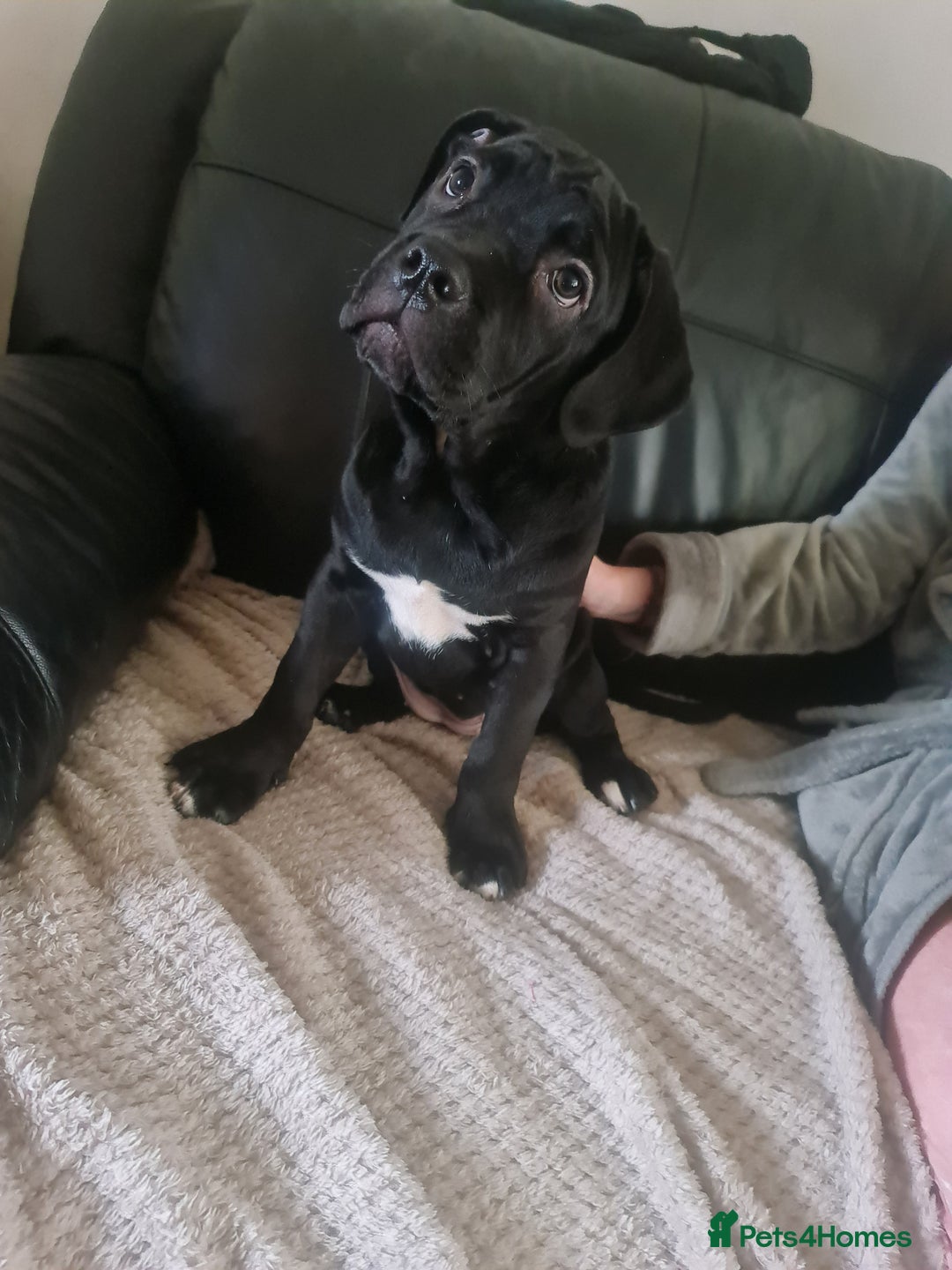 Cane Corso dogs for sale: Last remaining girl cane corso - Advert 3