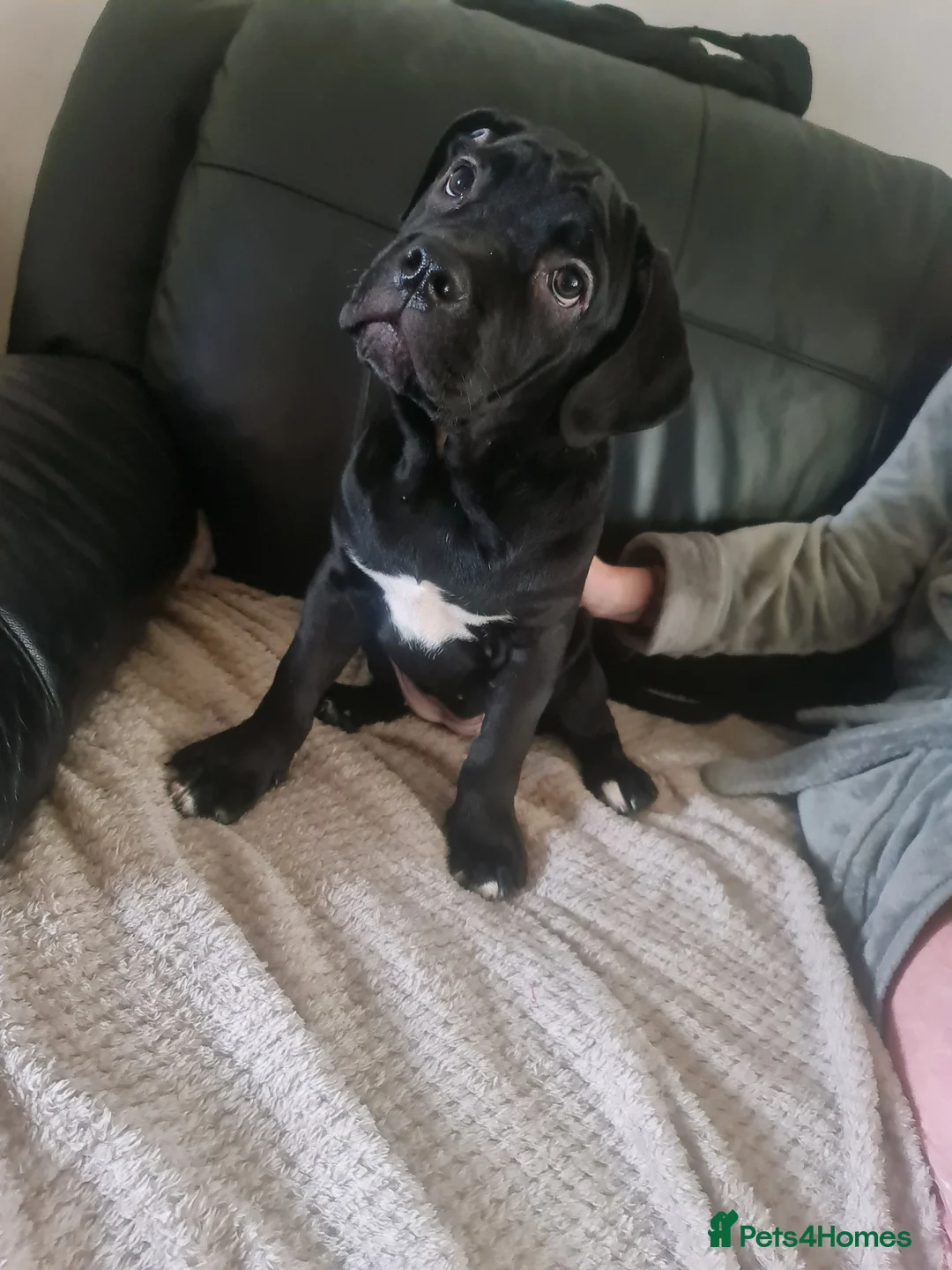 Cane Corso dogs for sale: Last remaining girl cane corso - Advert 3